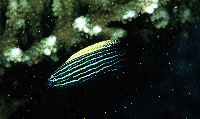 多纹褶唇鱼(Labropsis xanthonota)
