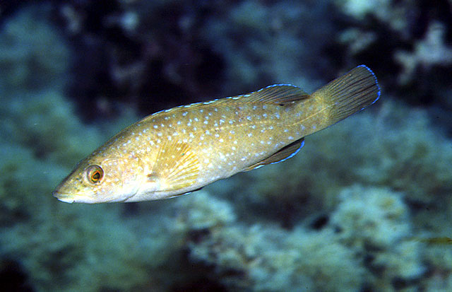 褐隆头鱼(Labrus merula)