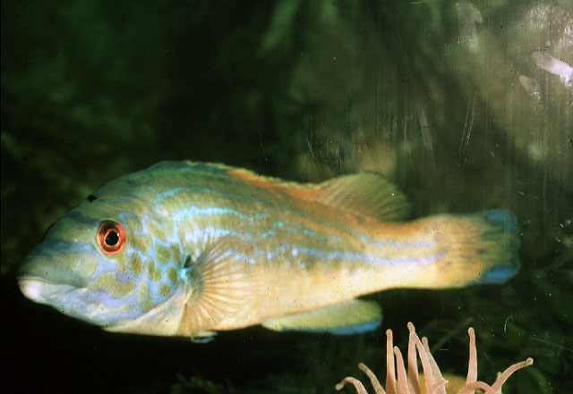 红纹隆头鱼(Labrus mixtus)