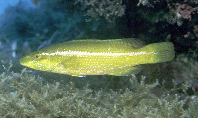 绿隆头鱼(Labrus viridis)