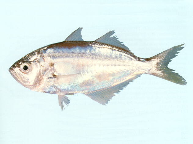 乳香鱼(Lactarius lactarius)