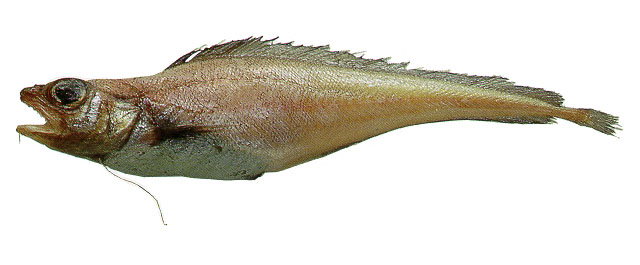 大须丝鳍鳕(Laemonema barbatulum)