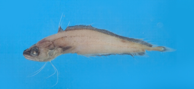 玫红丝鳍鳕(Laemonema rhodochir)