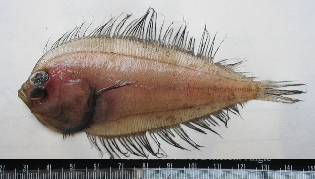 大眼左鲆(Laeops macrophthalmus)