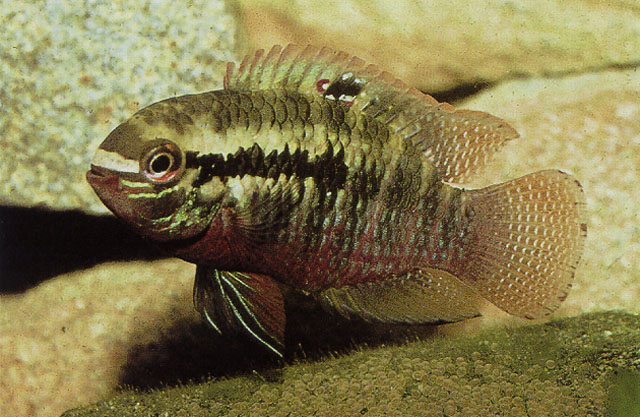 高背悦丽鱼(Laetacara dorsigera)