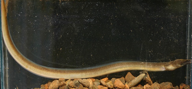 坎氏粗犁鳗(Lamnostoma kampeni)