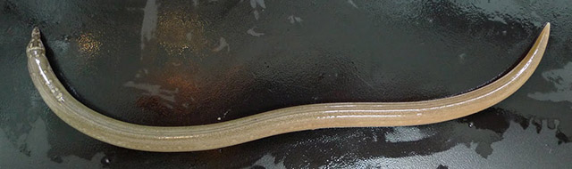 明多粗犁鳗(Lamnostoma mindora)