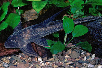 长丝拉蒙特鲇(Lamontichthys filamentosus)