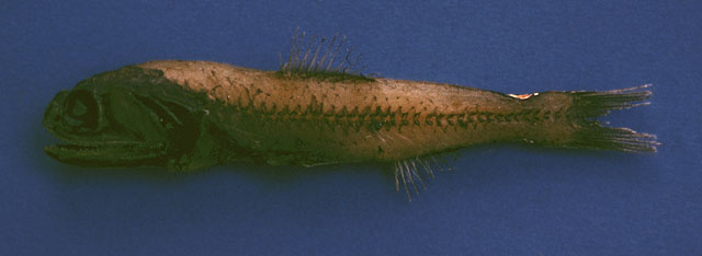 发光炬灯鱼(Lampadena luminosa)