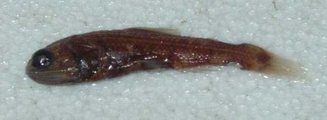 大西洋炬灯鱼(Lampadena urophaos atlantica)