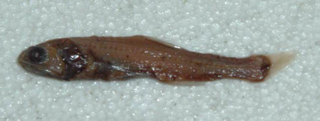 小尾珍灯鱼(Lampanyctus parvicauda)