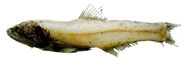 天纽珍灯鱼(Lampanyctus tenuiformis)