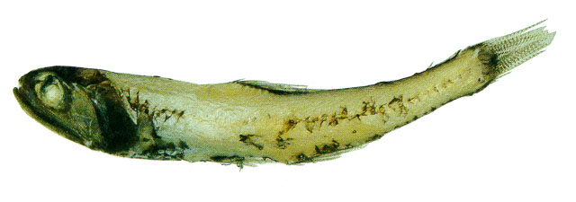 长鳍珍灯鱼(Lampanyctus vadulus)