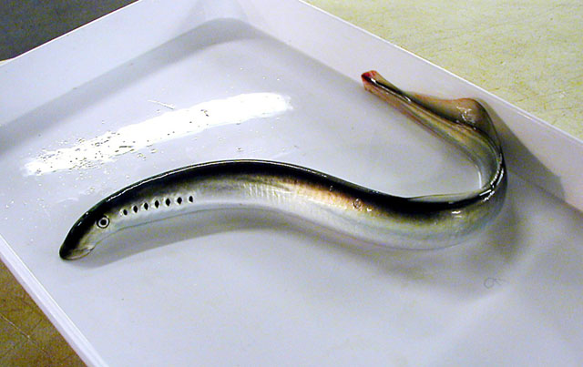 七鳃鳗(Lampetra fluviatilis)