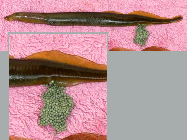 李氏七鳃鳗(Lampetra richardsoni)