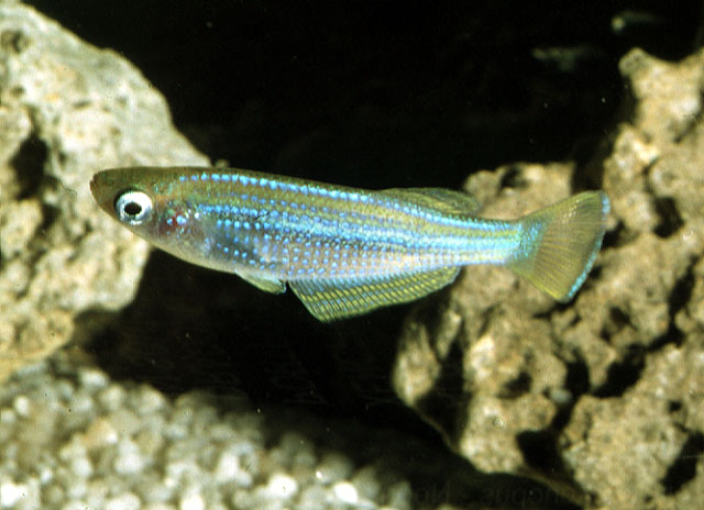 坦噶尼喀亮丽鳉(Lamprichthys tanganicanus)