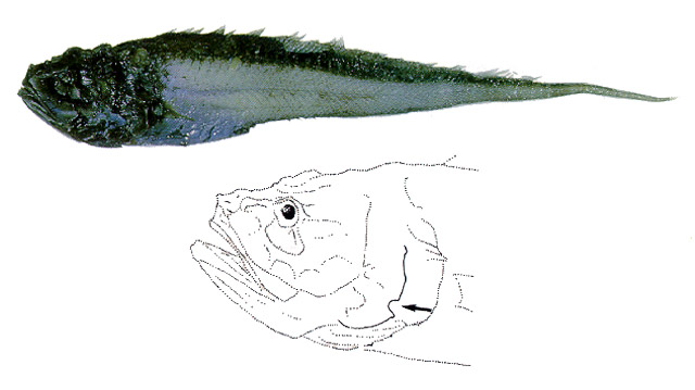 黑软鼬鳚(Lamprogrammus niger)