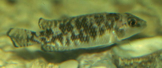 美鳍亮丽鲷(Lamprologus callipterus)