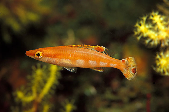 带纹拉潘隆头鱼(Lappanella fasciata)