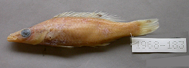 几内亚拉潘隆头鱼(Lappanella guineensis)