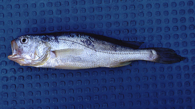 大黄鱼(Larimichthys crocea)
