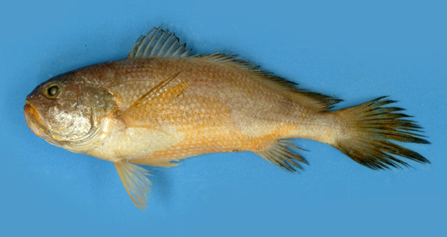似长鳍黄鱼(Larimichthys pamoides)