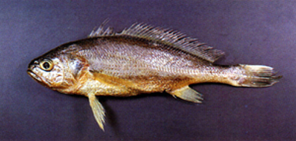 小黄鱼(Larimichthys polyactis)