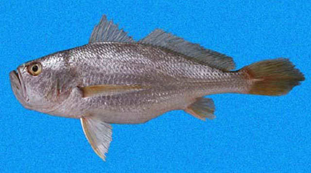 银大口石首鱼(Larimus argenteus)