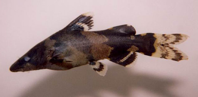 花鳍鮠(Leiocassis poecilopterus)