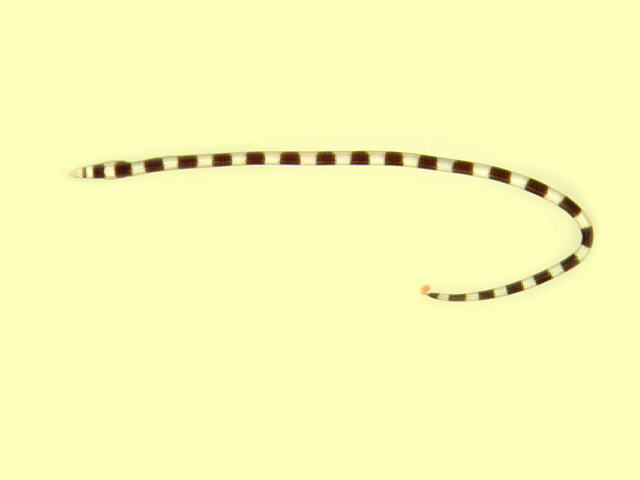 半环盖蛇鳗(Leiuranus semicinctus)