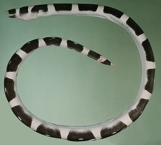 变色盖蛇鳗(Leiuranus versicolor)