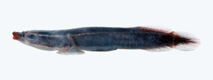 波氏连鳍喉盘鱼(Lepadichthys bolini)