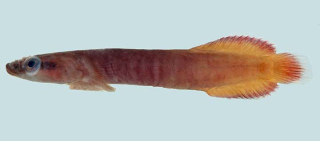 连鳍喉盘鱼(Lepadichthys frenatus)