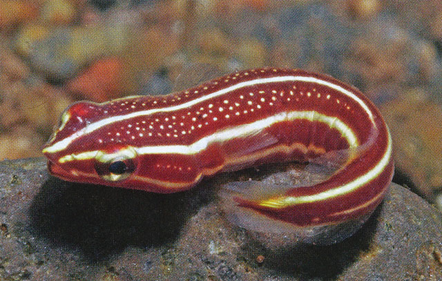 双纹连鳍喉盘鱼(Lepadichthys lineatus)