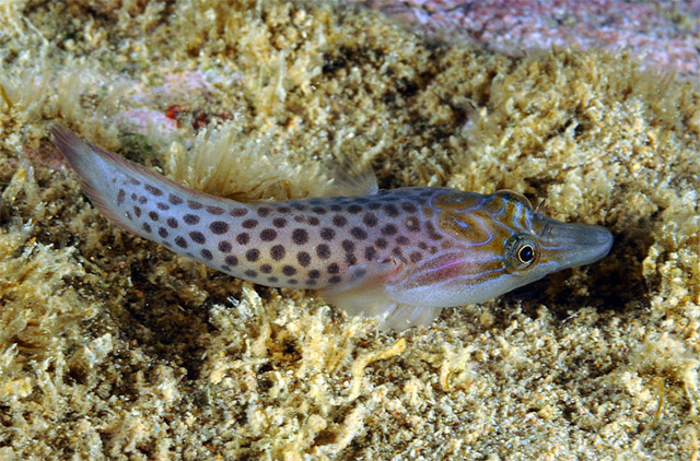 鳞腹喉盘鱼(Lepadogaster lepadogaster)
