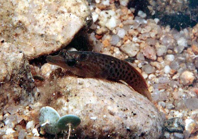 黑海鳞腹喉盘鱼(Lepadogaster purpurea)