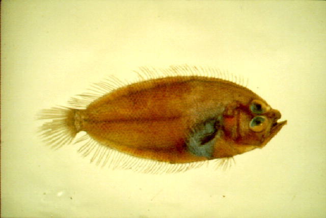 鳞眼鲆(Lepidoblepharon ophthalmolepis)