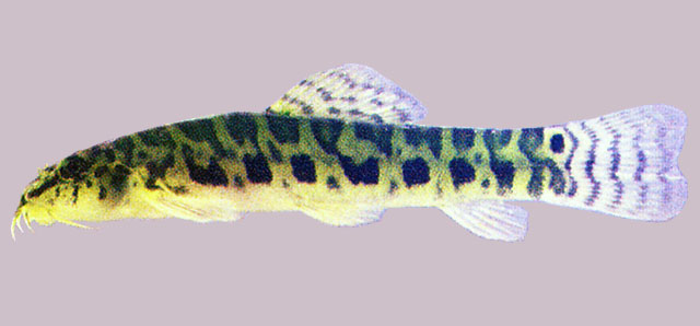 尾斑似鳞头鳅(Lepidocephalichthys birmanicus)