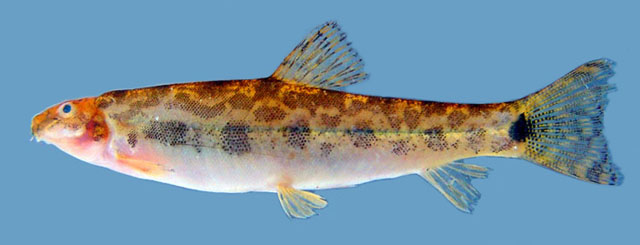 小须似鳞头鳅(Lepidocephalichthys micropogon)