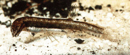 沙拉望鳞南乳鱼(螈鱼)(Lepidogalaxias salamandroides)