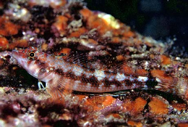 珊瑚丽项鳚(Lepidonectes corallicola)