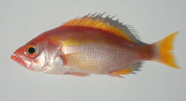 突牙丽鮨(Lepidoperca brochata)