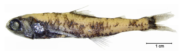 贡氏华灯鱼(Lepidophanes guentheri)