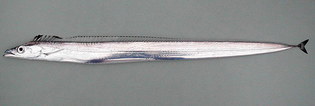 银色叉尾带鱼(Lepidopus caudatus)