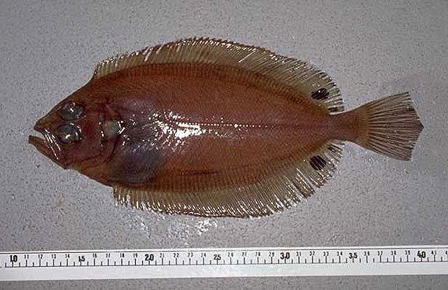 鲍氏鳞鲆(Lepidorhombus boscii)