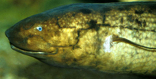 南美肺鱼(Lepidosiren paradoxa)