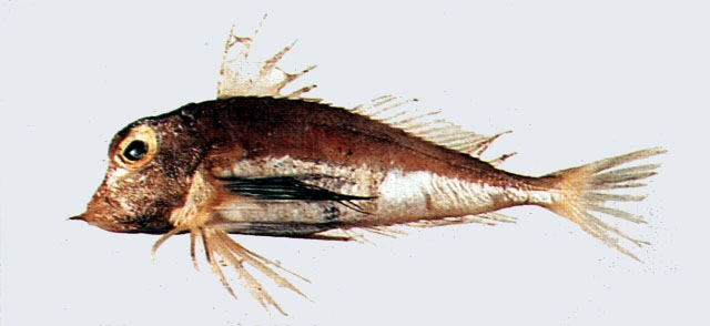 深海红娘鱼(Lepidotrigla abyssalis)