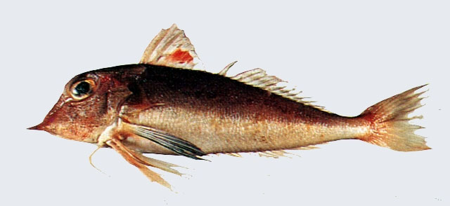 翼红娘鱼(Lepidotrigla alata)