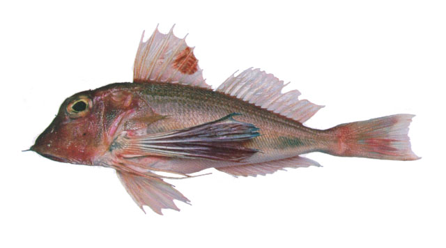 双角红娘鱼(Lepidotrigla bispinosa)