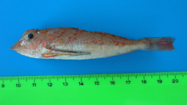 大鳞红娘鱼(Lepidotrigla cavillone)